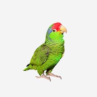 Amazoňan modročelý jižní