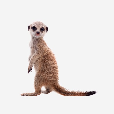 Radiofrekvenční identifikace exotických savců