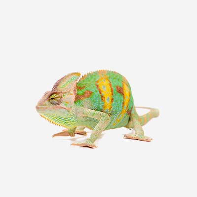 K článku Agrionemys horsfieldi