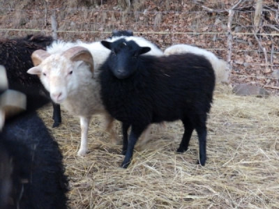 Ovce Ouessantská , Quessantská , miniovečka