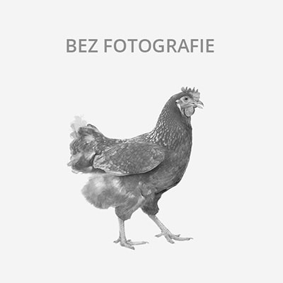 Kachna orpingtonská