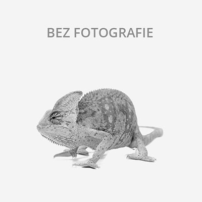 Prodám několik mláďat  2024